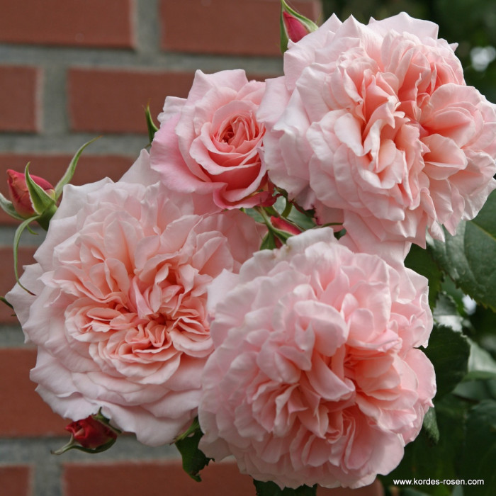 ROSE DE TOLBIAC®